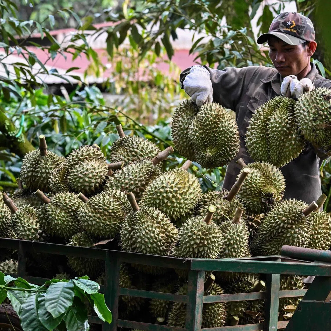 Vietnam’s durian exports are expected to reach US$4 billion (S$5.1 billion) in 2026, up from US$180 million in 2021.