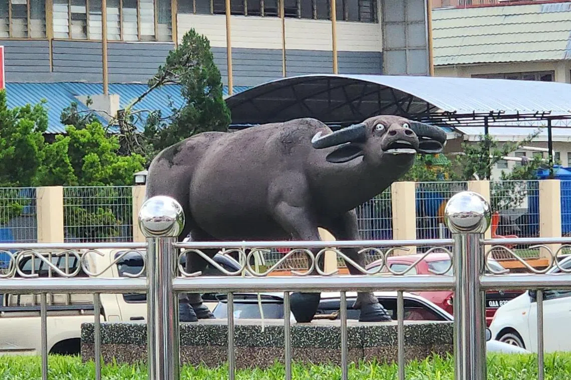 The buffalo in Serian has drawn comments attempting to explain why it looks flabbergasted. 