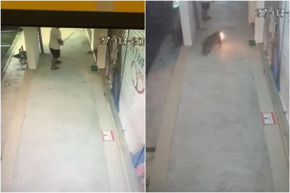 CCTV footage showed the man attacking the dogs and setting one on fire, at a stairwell next to a veterinary clinic in Skudai, Johor.