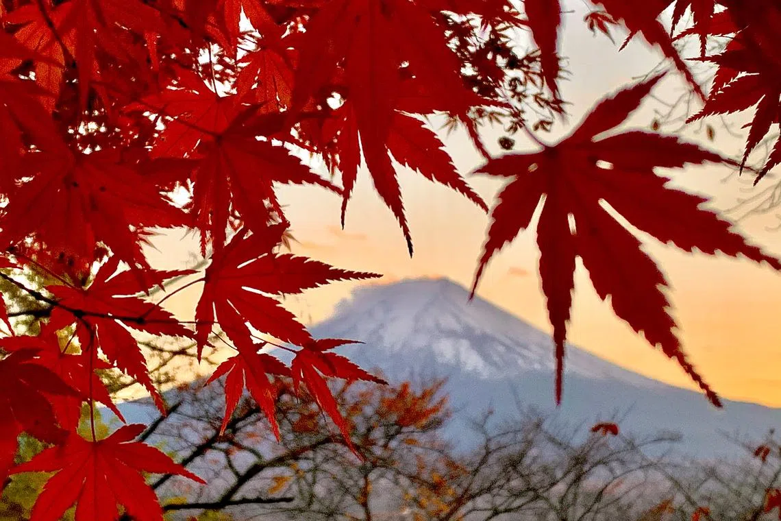 jtautumn07 - Time it right to catch Lake Kawaguichi_s fiery red maple leaves

Credit: John Tan
