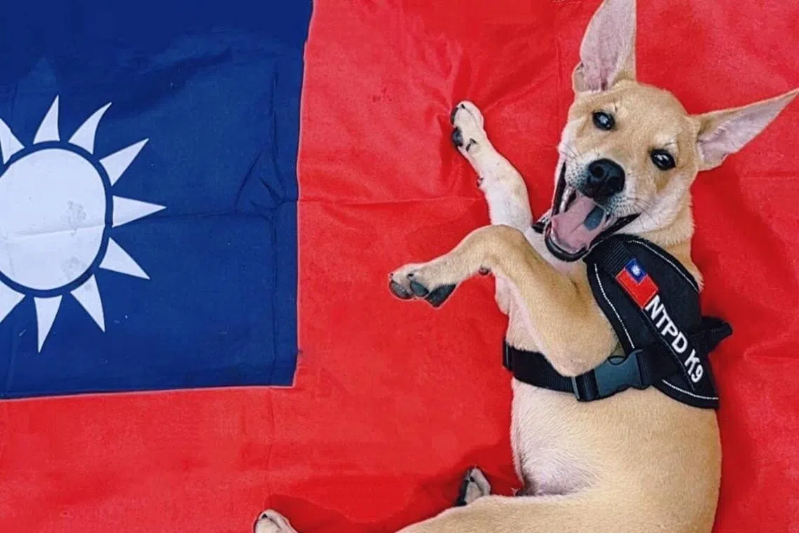 This is the first time the Taiwan police are attempting to train a Taiwan dog to be a police canine.
