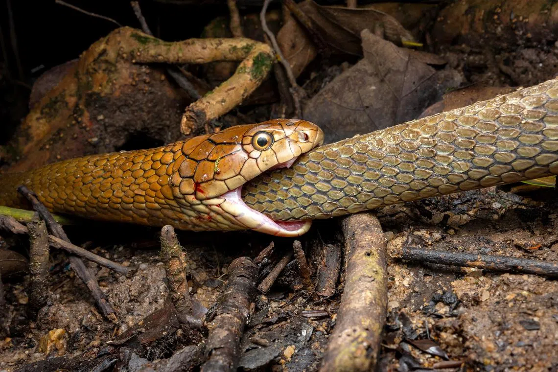 A king cobra swallowing another king cobra on June 6, 2024.