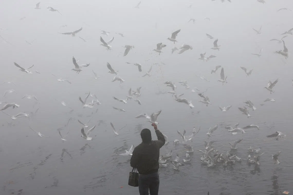A man feeding birds on the banks of the Yamuna River on a foggy morning in New Delhi, India, Feb 4, 2026. 