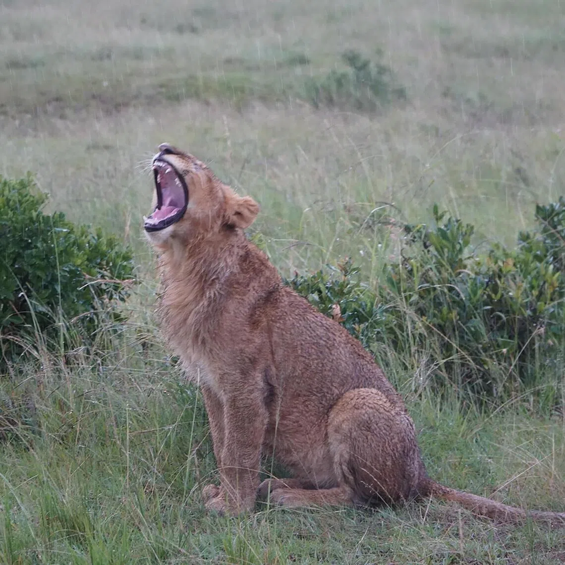 African safaris tend to be expensive, logistically challenging, and in areas so remote that they are unsafe without a trained guide. Here is what to consider before choosing one.
