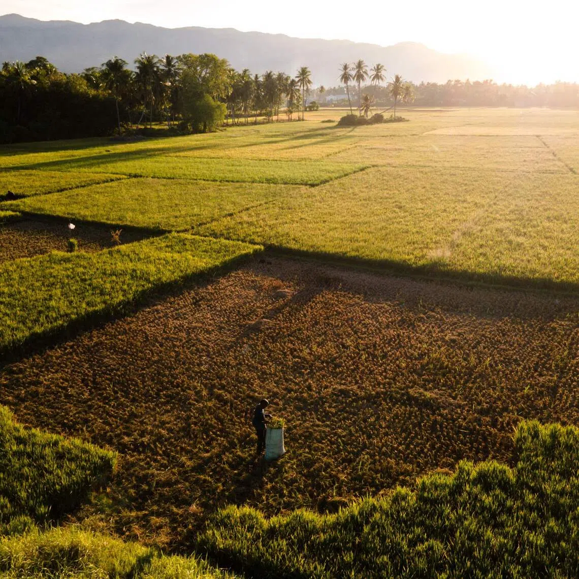 An Indonesian padi farmer in Aneuk Galong, Aceh province, cutting crops damaged by drought on Aug 30. The outlook is grim as the El Nino weather phenomenon  is set to intensify in the months ahead and persist into early 2027.