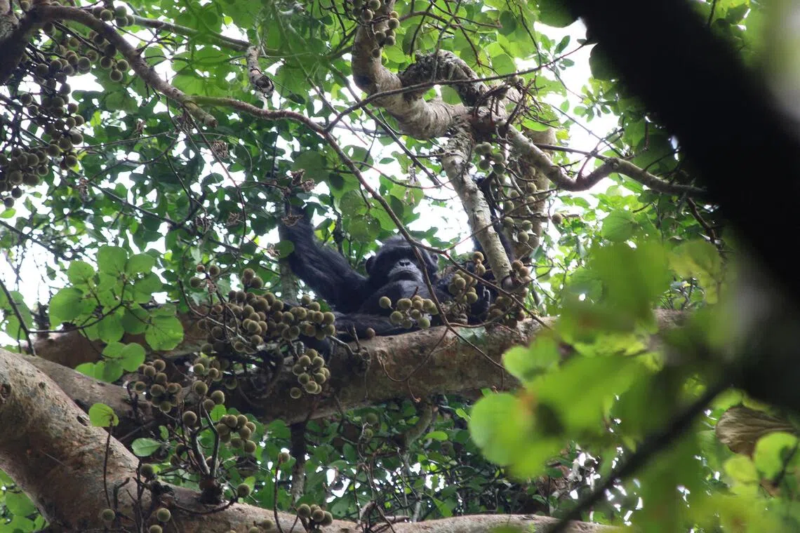 A chimpanzee eating figs at Ngogo in Uganda's Kibale National Park.