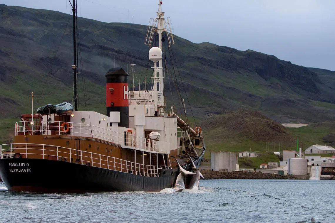Iceland has only one remaining whaling company, Hvalur, and its licence to hunt fin whales expires in 2023.