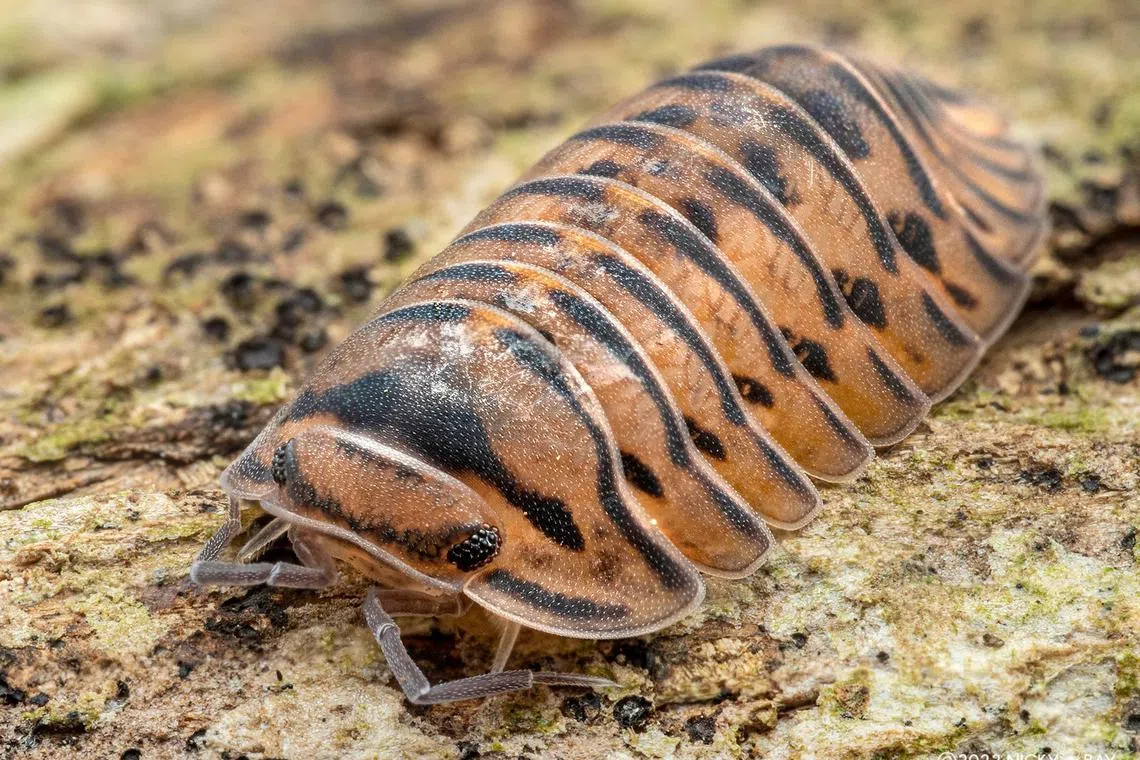 A “Singapore Tiger” isopod.