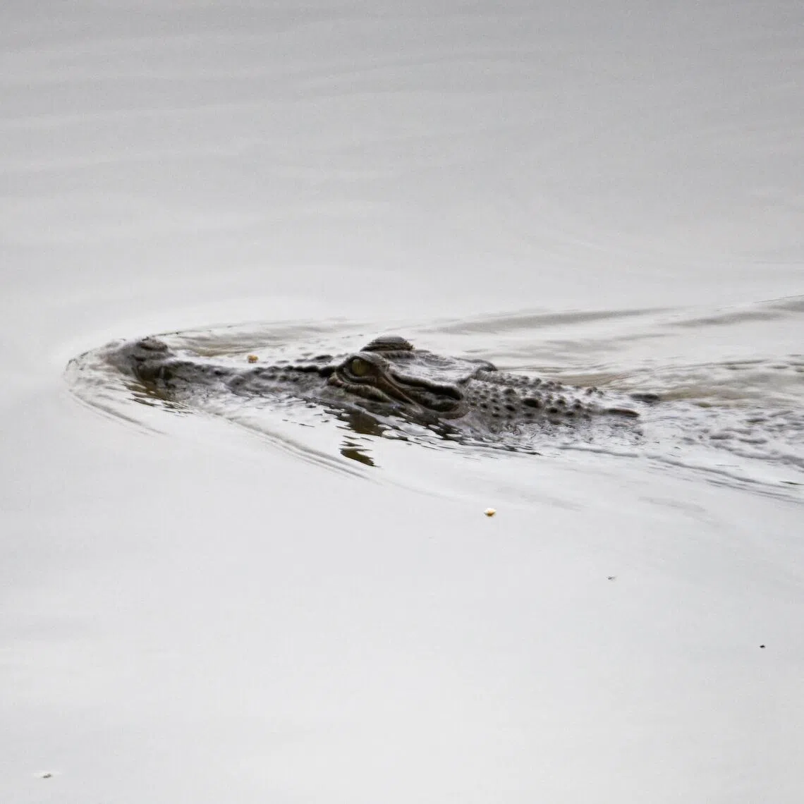 The animal is likely to be an estuarine crocodile, which is a species known to inhabit both the Straits of Johor and the Singapore Strait.