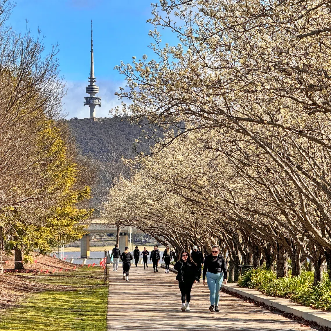 White cherry blossoms bloom in late August along Canberra's Lake Burley Griffin as Spring approaches.