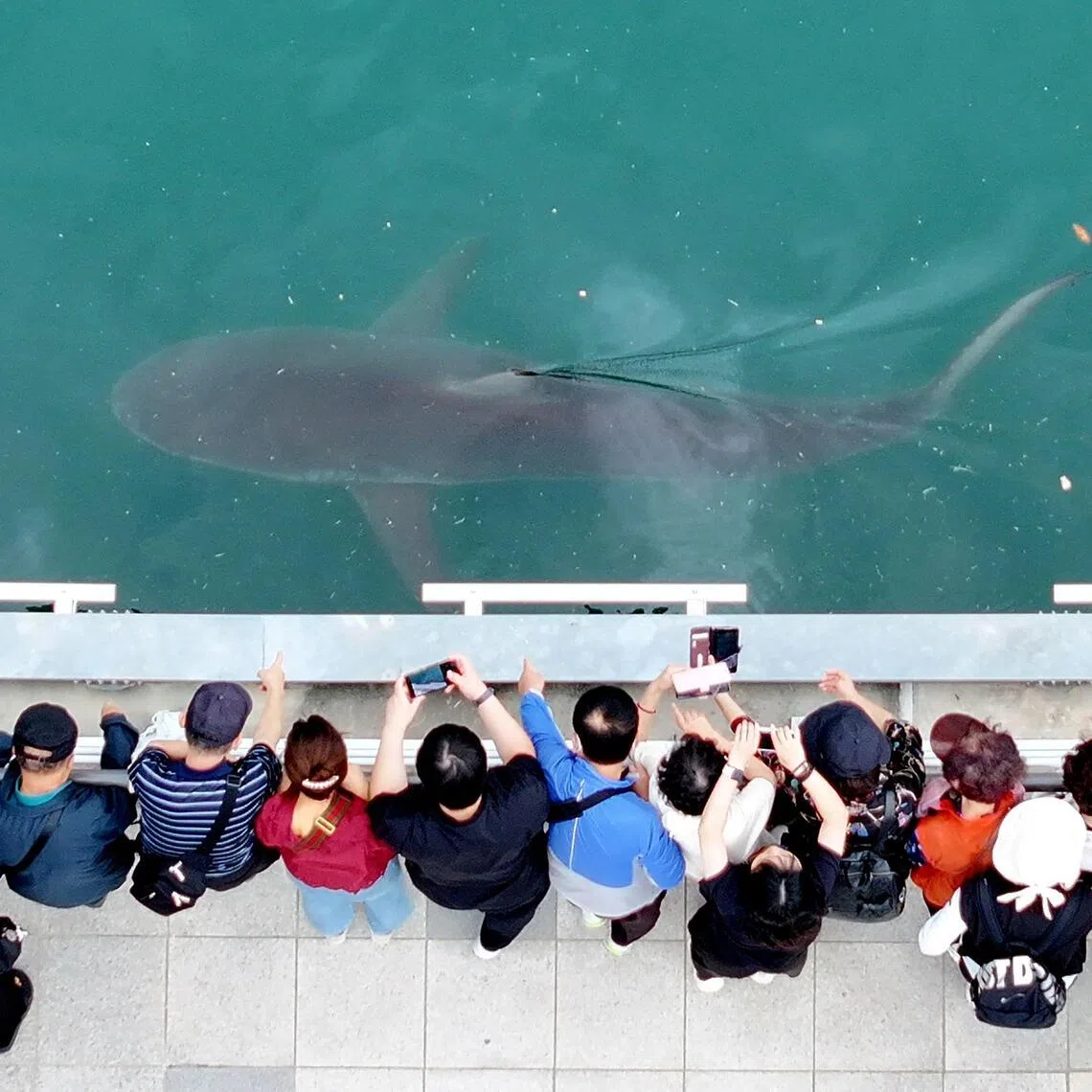 A 3.5-metre shark trapped in an artificial waterway in port city Busan has become an unlikely celebrity in South Korea, drawing massive crowds.