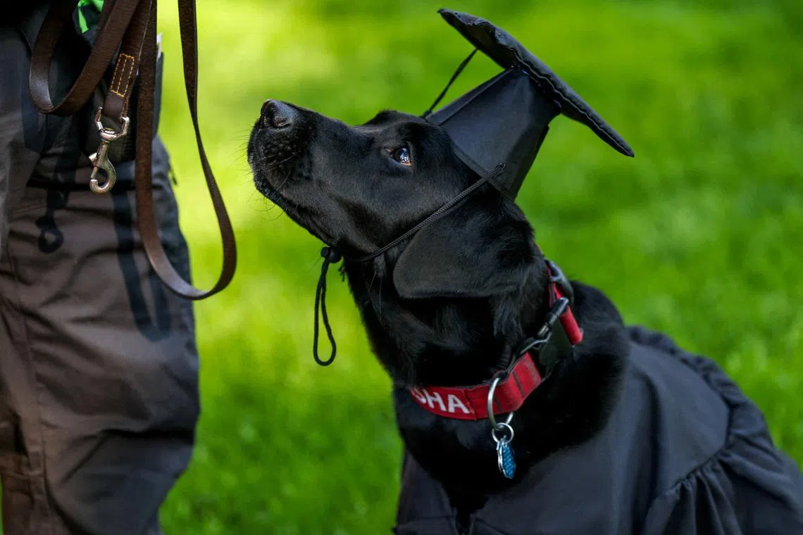 Sasha, Harvard University Police Department’s community engagement dog, wearing a cap and gown during the 375th Commencement Exercises at Harvard University in Cambridge, Massachusetts, US, on May 28, 2026. 