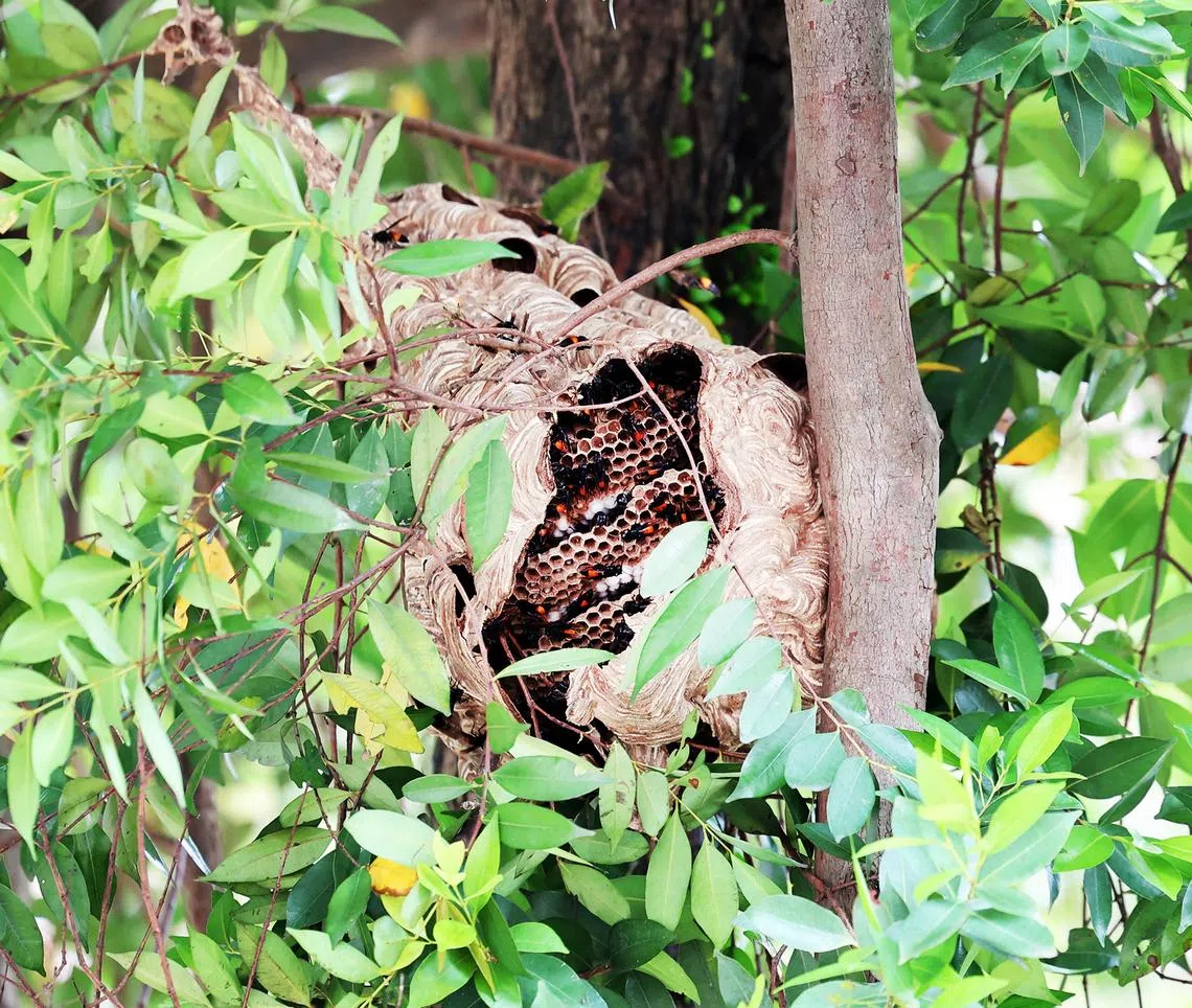 A hornet nest was found near Redhill Market on July 10.