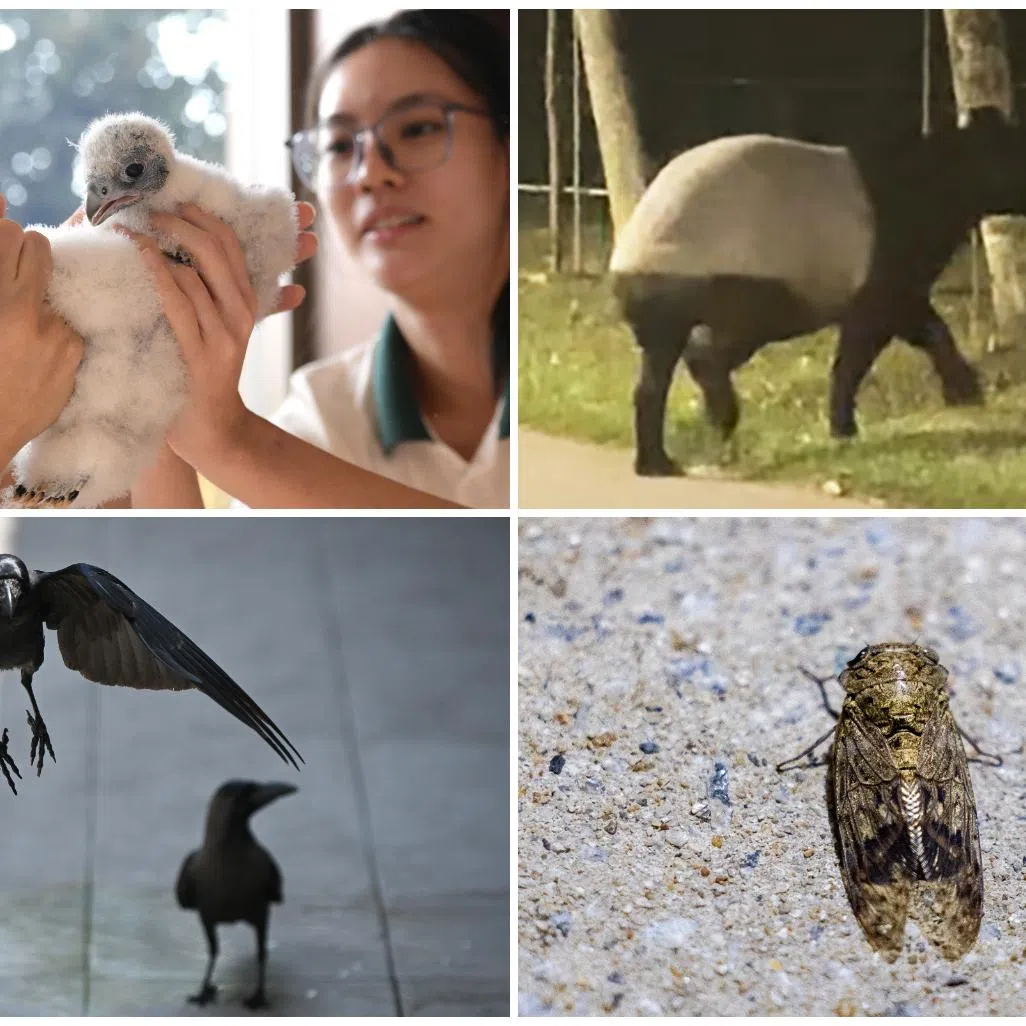 The differential treatment of animals such as the falcons, tapir, cicadas and crows highlights the tricky relationship that Singapore residents have with wildlife.
