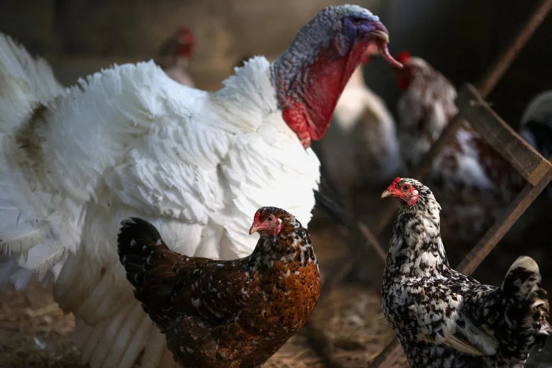 The H5N1 virus has spread more widely than ever before, reaching as far as South America and Antarctica and infecting new wild and domestic animals.