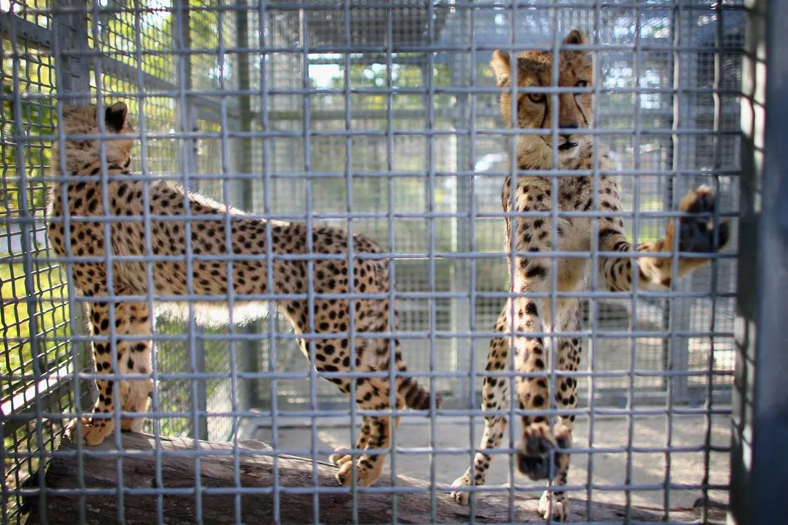 How dirty money linked to the illegal wildlife trade can be laundered through Singapore was highlighted in a risk assessment report published on May 29.