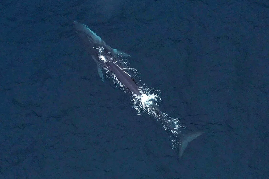 (FILES) In this file photo taken on October 07, 2021, aerial view of humpback whales off the coast of Punta Choros in La Higuera, Chile. - Chile aims to become the first country in the world with a marine protected area (MPA) in international waters off its coast -- a Pacific paradise for whales, turtles, corals and other species, dozens of them endangered. (Photo by Pablo COZZAGLIO / AFP)
