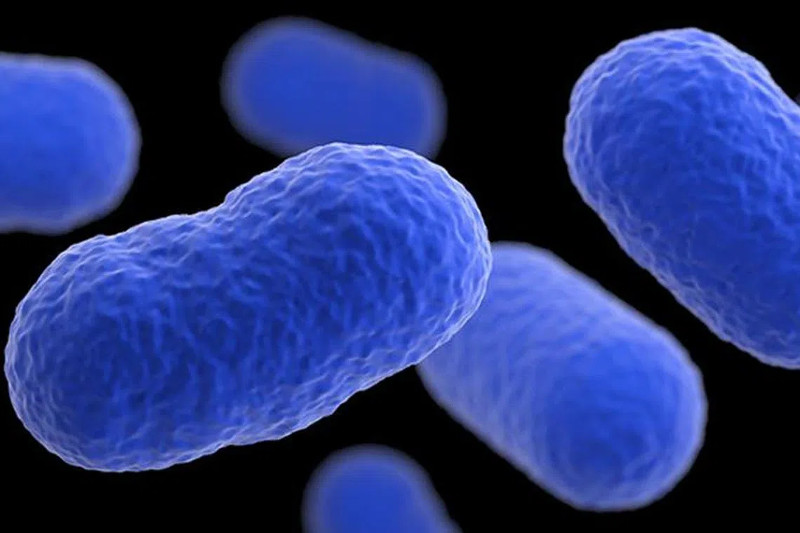 The listeria bacteria is found in the environment, such as in soil, water or faeces.
