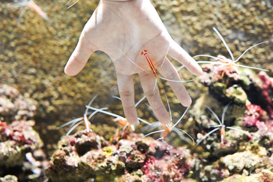 Hands reaching into a tank with skunk cleaner shrimps