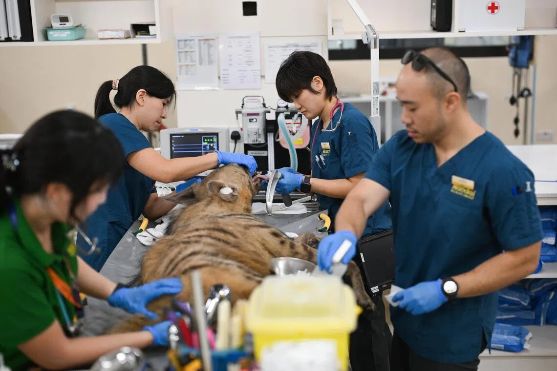 The striped hyena being intubated before a CT scan at Mandai Wildlife Group’s new Wildlife Healthcare and Research Centre on June 9.