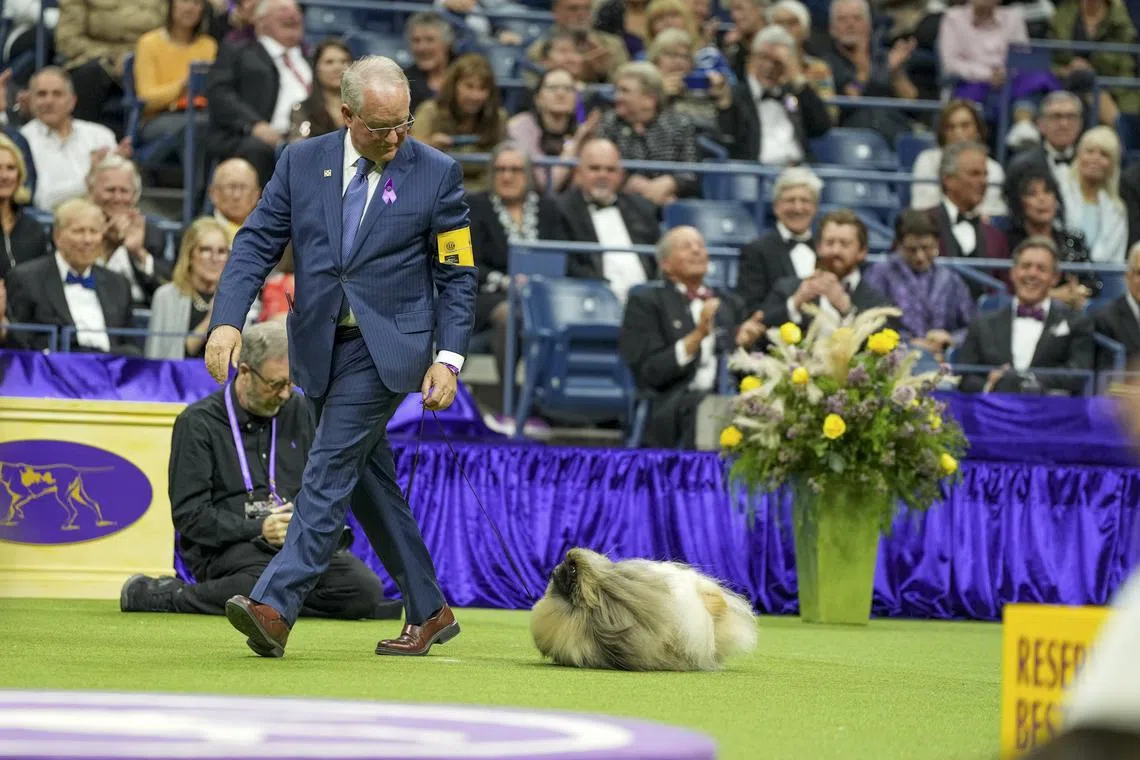 Rummie, a Pekingese, competes at the 147th Westminster Kennel Club Dog Show at the Billie Jean King Tennis Center in Queens, on May 9, 2023.