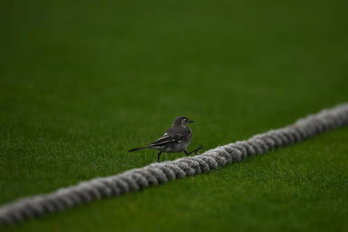 Millions of wild birds have been killed by the current outbreak of avian flu.