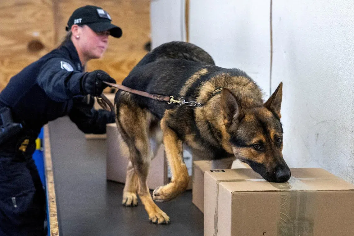 FILE PHOTO: Kristen Ingram, a U.S. Customs and Border Protection officer, trains Soyer to detect narcotics in a simulated mail room, at a government training facility for drug-sniffing dogs who work to combat the transit of fentanyl and other drugs, in Front Royal, Virginia, U.S., June 18, 2024. REUTERS/Evelyn Hockstein/File Photo