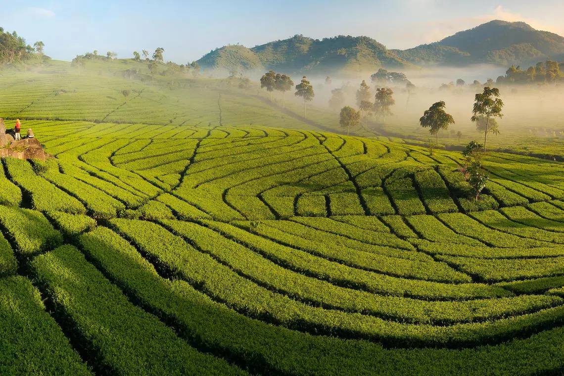 On Sep 28, Scoot launched twice-weekly flights to Kertajati, where travellers can visit lush tea plantations. 