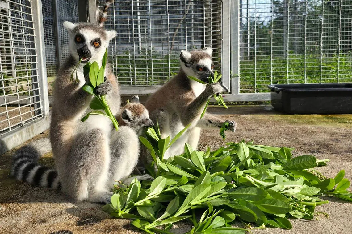 Sixteen ring-tailed lemurs arrived back in the capital Antananarivo on Dec 1.