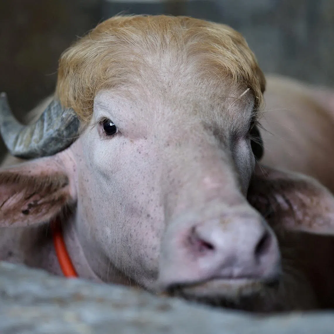 A sacrificial albino buffalo named after U.S. President Donald Trump which recently went viral, is pictured at an agro farm ahead of Eid-al-Adha, in Narayanganj, Bangladesh, May 20, 2026. REUTERS/Mohammad Ponir Hossain