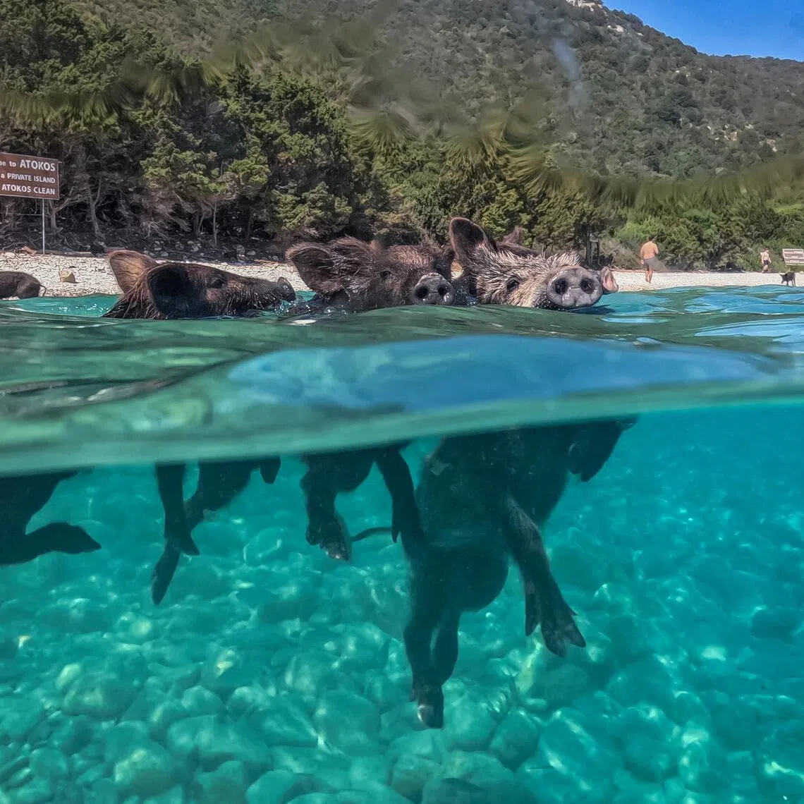 Atokos has become a social media sensation, drawing visitors from around the world who come to swim alongside, and even feed the pigs