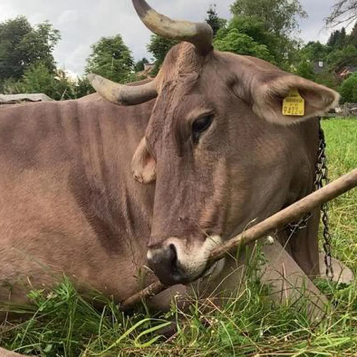 Veronika, a 13-year-old Brown Swiss cow living as a pet in Austria, using a stick to scratch herself. 