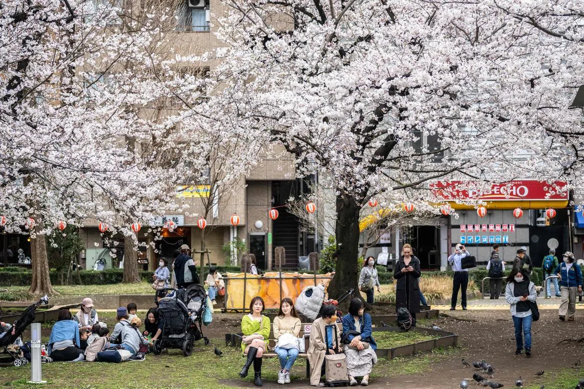 People rest under cherry blossoms in full bloom at a park in the Sumida district of Tokyo on March 22, 2023. (Photo by Philip FONG / AFP)