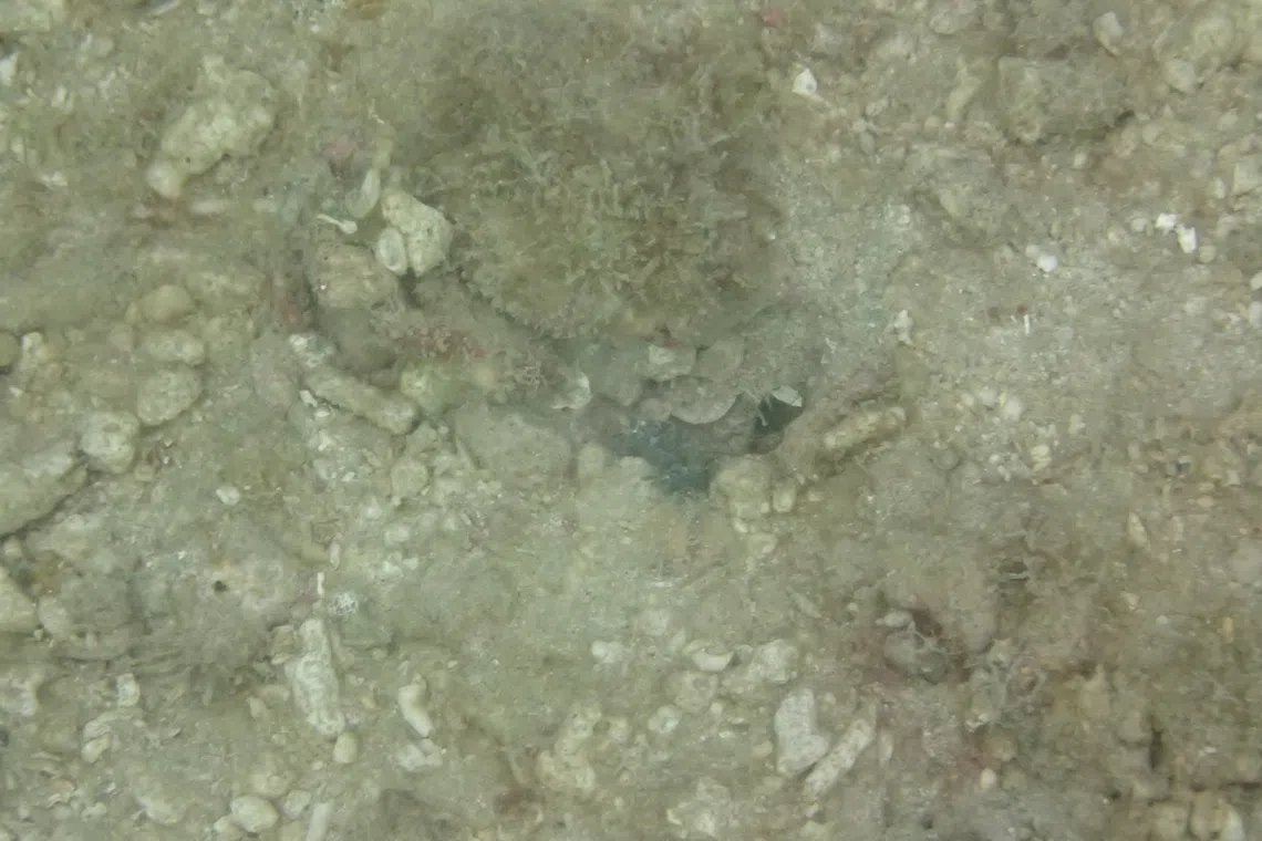 The elusive shrimp, which popped out for a second to shovel out sand, was difficult to capture by my untrained eye and on my underwater camera.