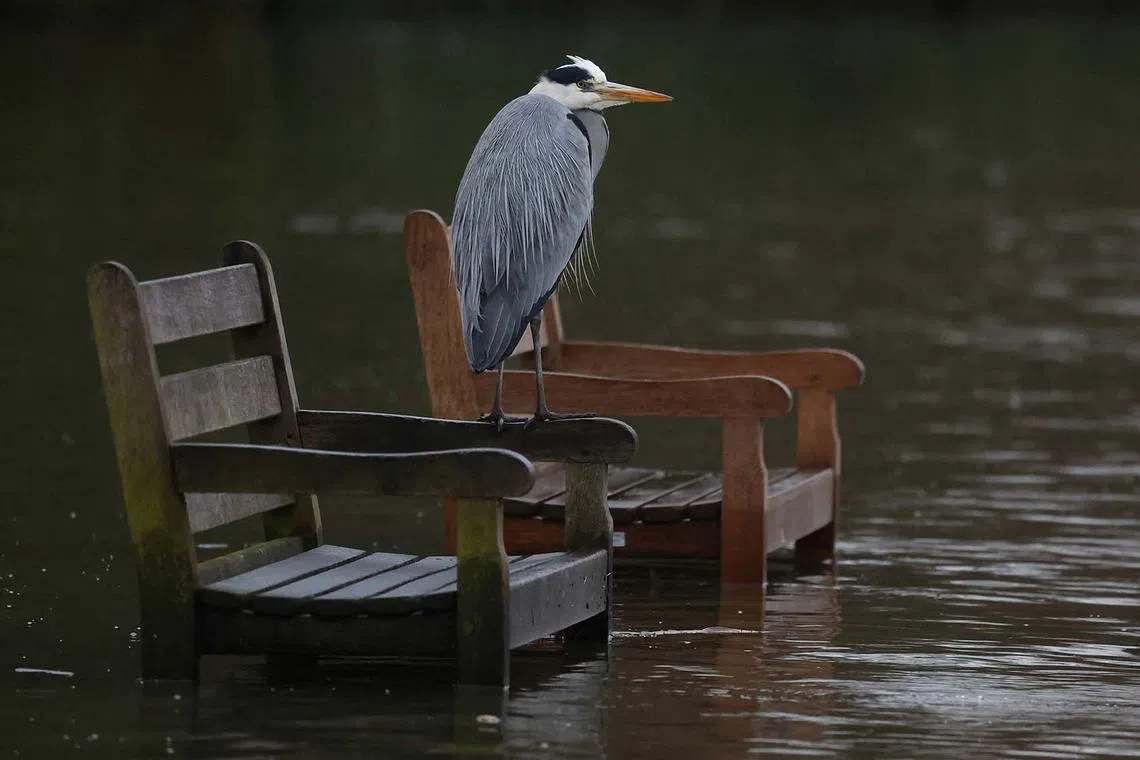 A heron sitting on partially submerged seats as the River Thames overtops its banks following prolonged rainfall and high tides, in west London, Britain, Dec 13, 2023.