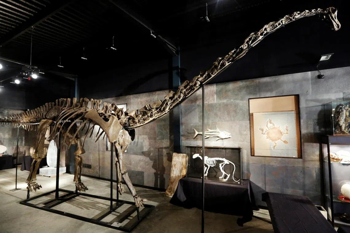 Spanish scientists find first evidence of Diplodocus dinosaur in Europe