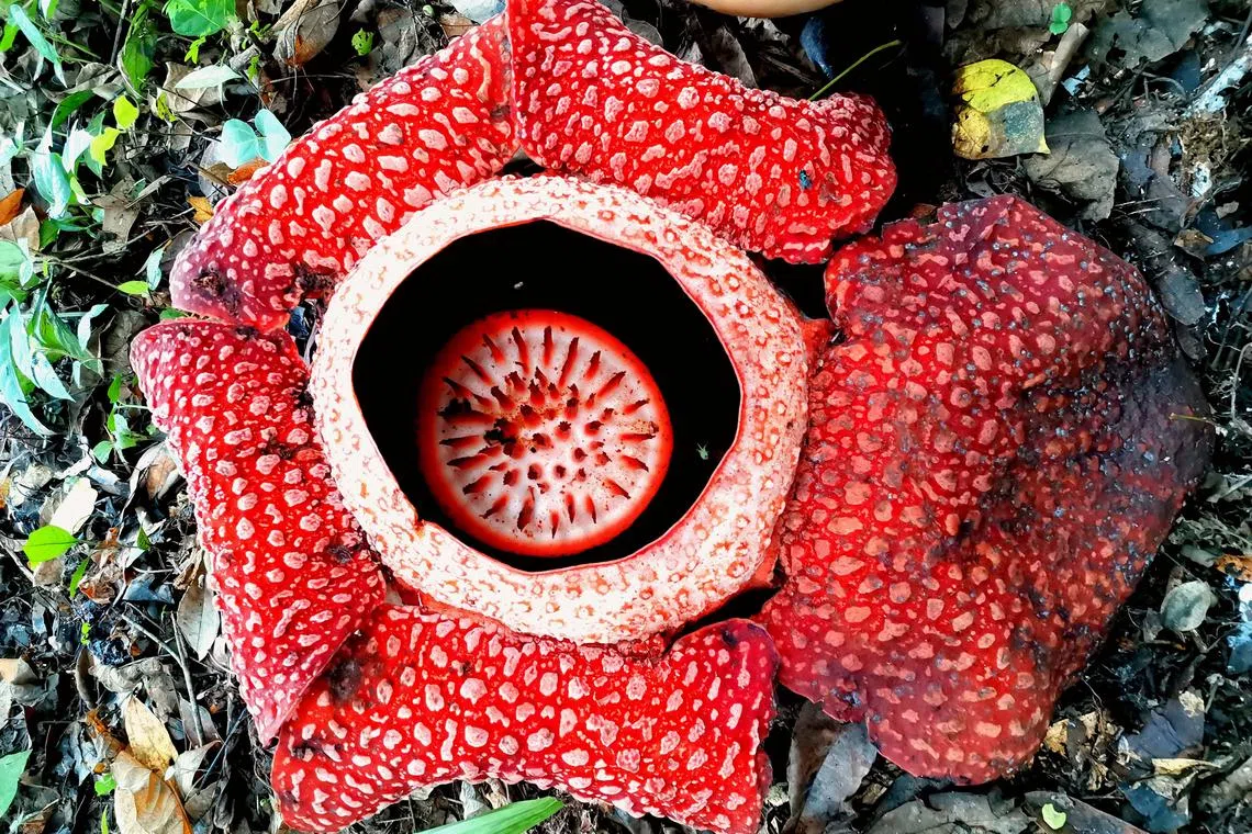 Rafflesia lives on tropical vines across parts of South-east Asia, with blooms that are among the largest in the world.