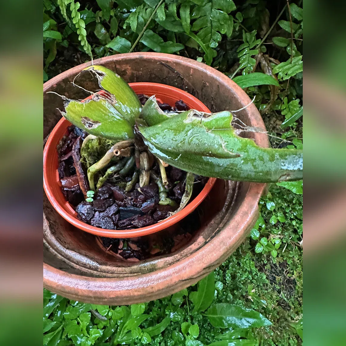 Plants sometimes need to be hung or mounted in such a way that pests cannot access them.