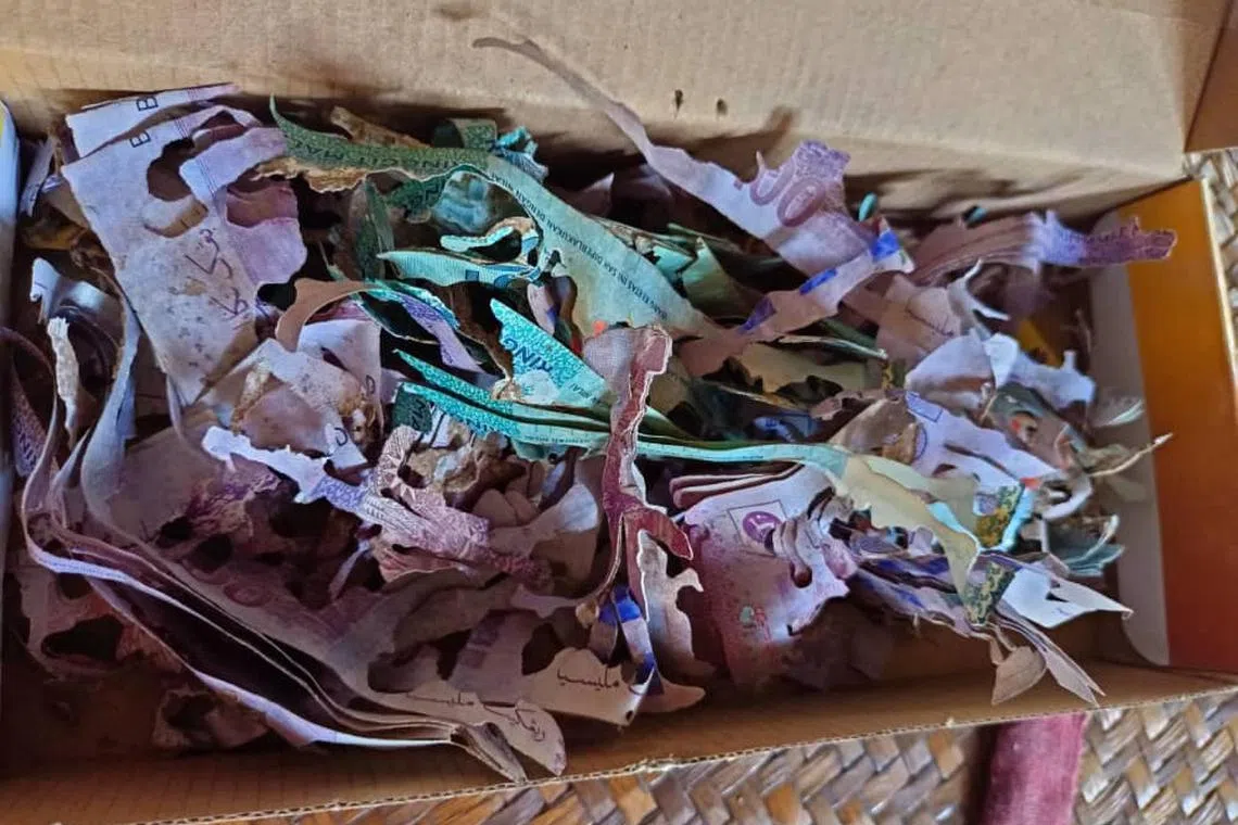 The woman had stashed RM30,000 (S$8,700) in a cardboard box, only for the notes to be shredded by termites.