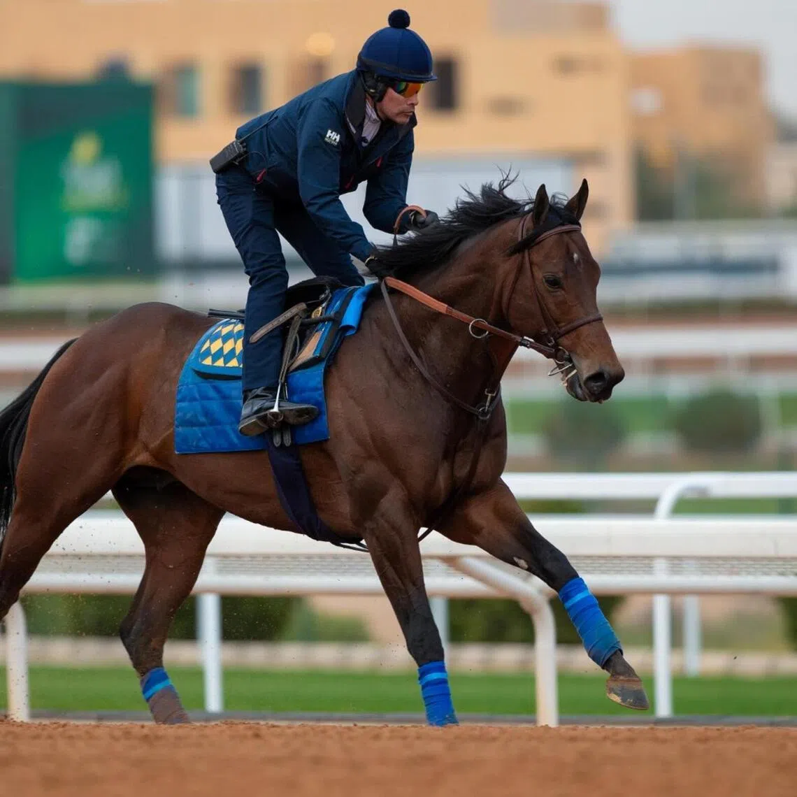 The Bob Baffert-trained Nysos being put through his paces by a track rider at the King Abdulaziz racecourse on Feb 5.

