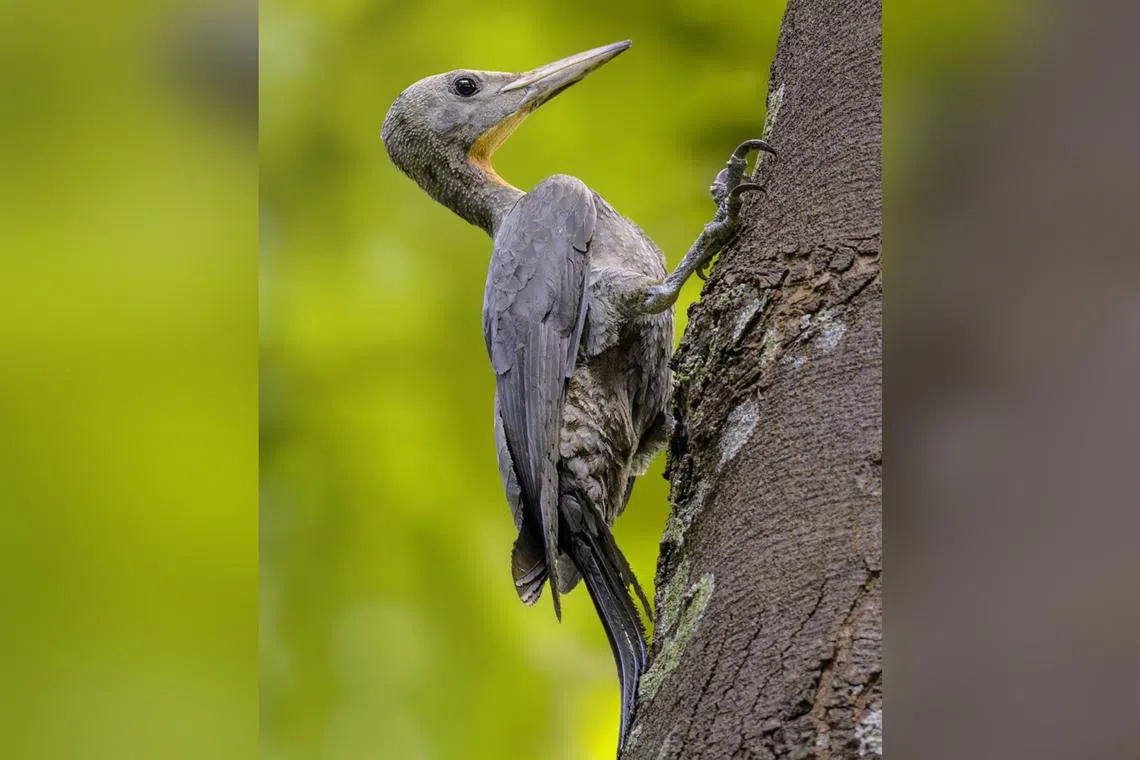This is the fourth time the great slaty woodpecker, which is known to be the largest woodpecker in the world, was spotted in Singapore. 