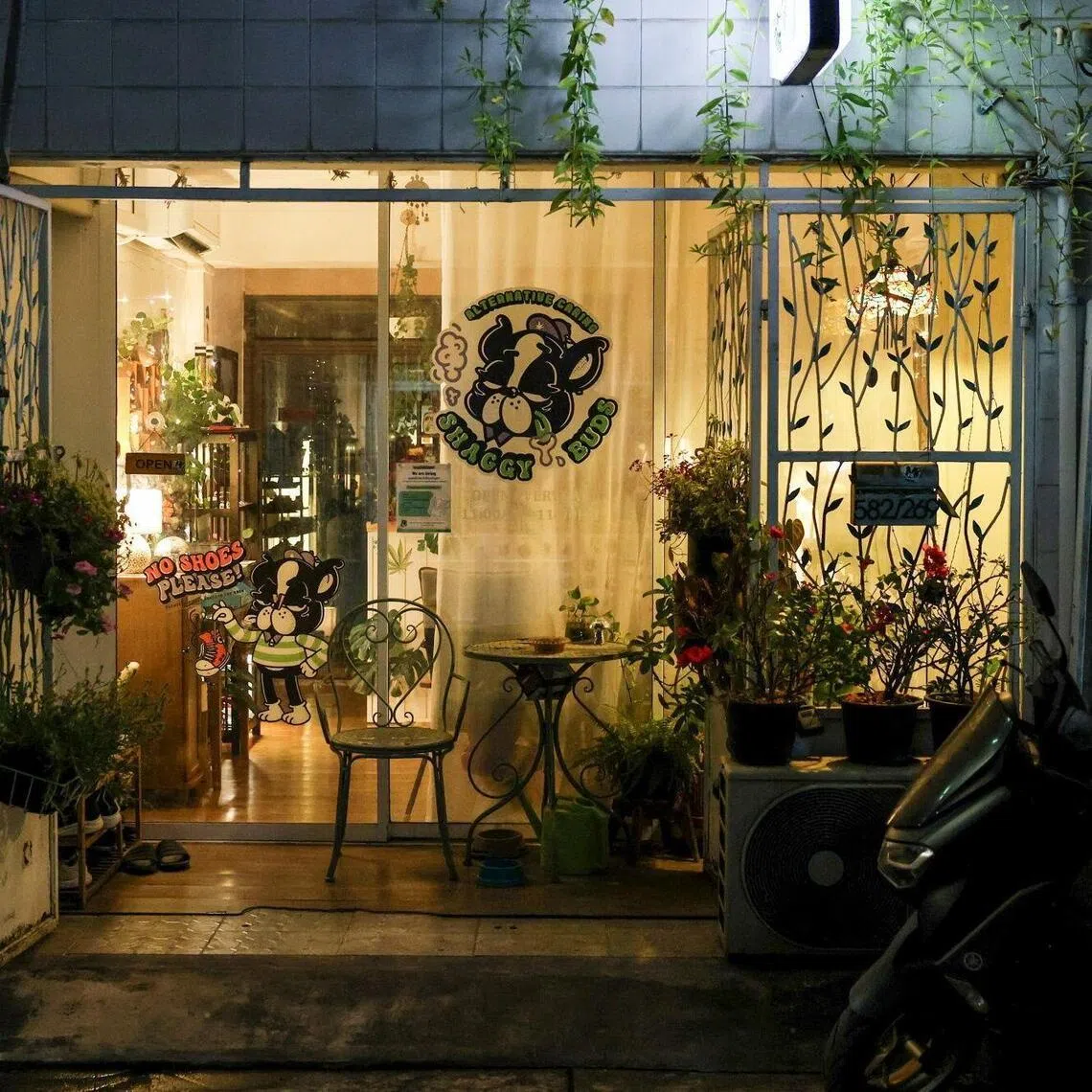 Out of over 8,600 cannabis shops with licences that expired in 2025, only about 1,300 opted for renewal.
