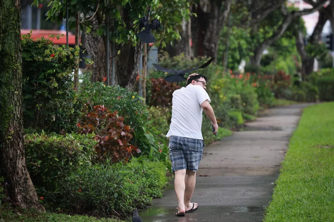 A pedestrian being "attacked" by a crow near block 110 Bishan street 12 on Feb 15, 2023. 