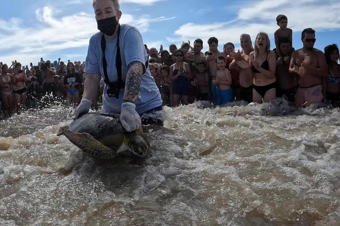 Two green turtles which were rescued after they became entangled in fishing nets are released back into the sea.