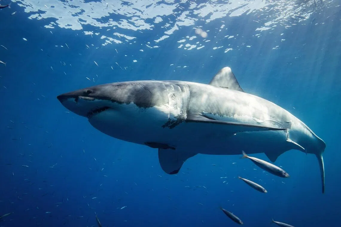 There are around 20 shark attacks in Australia every year, but the vast majority are not fatal.