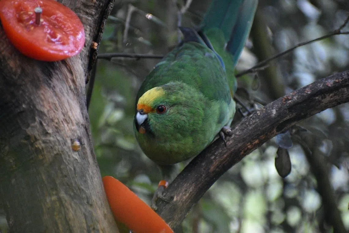 "Super mum" Trixie is still producing eggs and raising chicks even though the breeding season has ended.