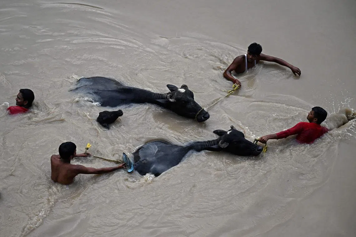 People carrying bulls to safety as they wade through the flooded waters of Yamuna River after heavy monsoon rains in New Delhi on July 12, 2023. 
