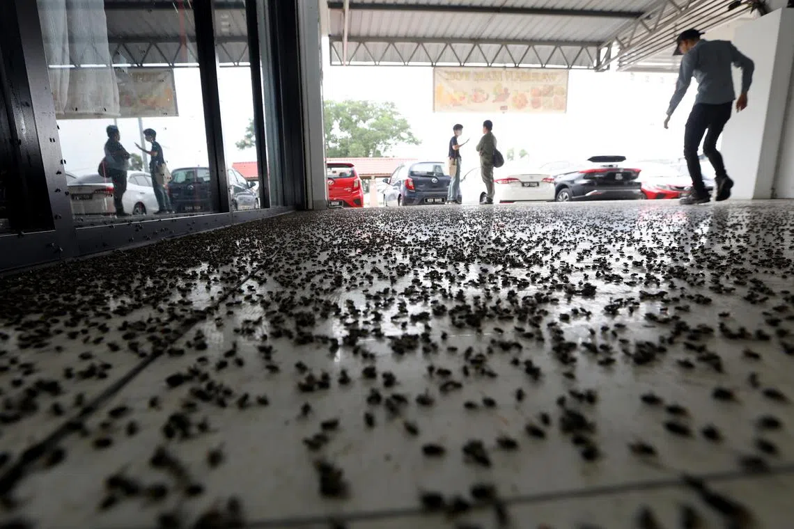 Every morning, people in Simpang Ampat sweep up heaps of dead flies that had presumably reached the end of their month-long lifespan.