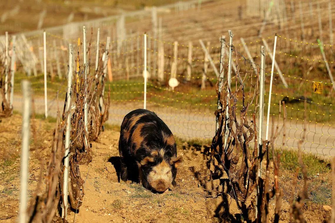 A breed of pig native to New-Zealand called the "Kunekune" (signifying "round and fat" in Maori), eats roots and weeds amid grapevines, in a vinyard belonging to the Jean-Etienne Bonnaire champaign house, in Cramant, eastern France, on Feb 21, 2022. The Kunekune breed of pigs is currently used as an experimental initiative in the Champaign region, as they present an ecological aternative to chemical or mechanical weeding processes, according to French agronomist Olivier Zebic. 