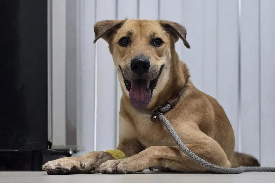 Miles, an eight-year-old male Singapore Special.